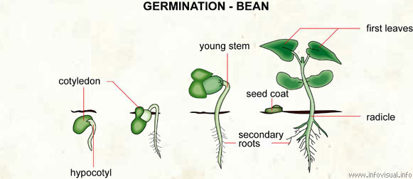 Germination - bean  (Visual Dictionary)